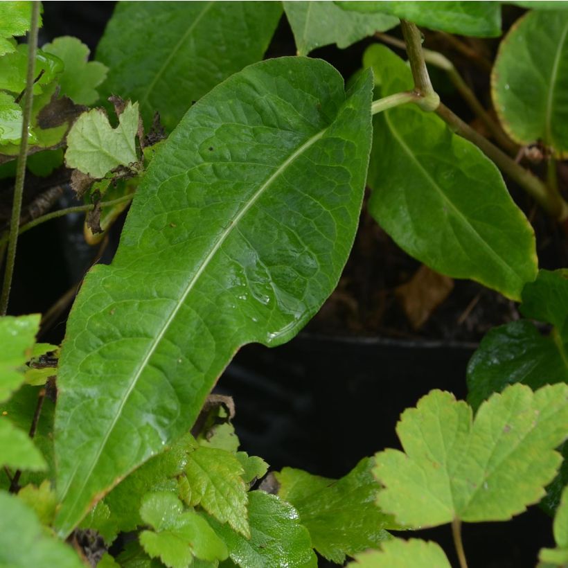Renouée - Persicaria amplexicaulis Alba (Foliage)