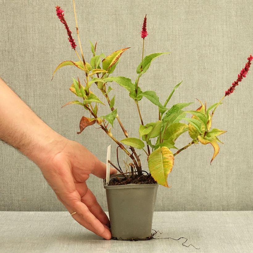 Example of Renouée - Persicaria amplexicaulis Amethyst Summer Godet de 8/9 cm as you get in ete