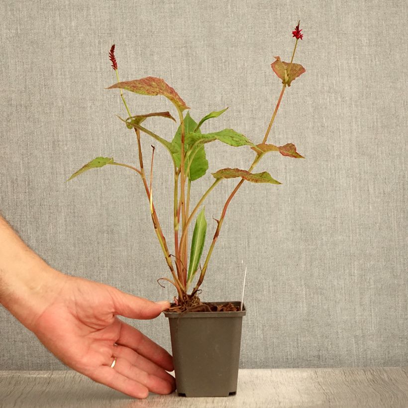 Example of Renouée - Persicaria amplexicaulis Black Dreams Godet de 8/9 cm as you get in ete