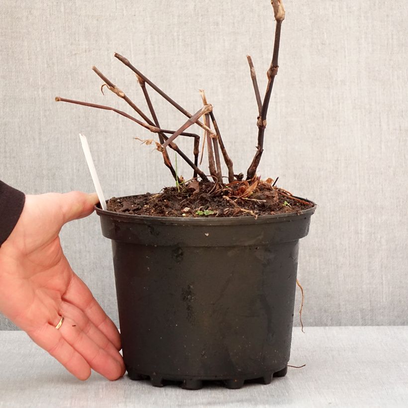 Example of Renouée - Persicaria amplexicaulis Blackfield Pot de 2L/3L as you get in hiver