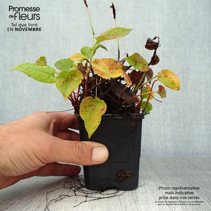 Example of Renouée - Persicaria amplexicaulis Golden Arrow Godet de 8/9 cm as you get in automne