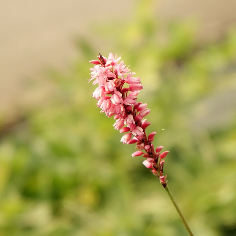 Renouée - Persicaria amplexicaulis High Society (Flowering)