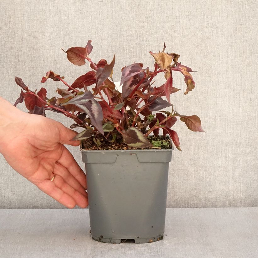 Example of Renouée - Persicaria micro. Red Dragon Pot de 1,5L/2L as you get in printemps