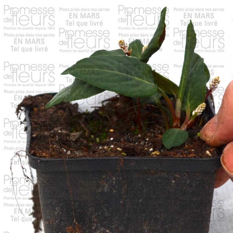 Example of Renouée - Persicaria tenuicaulis Godet de 8/9 cm as you get