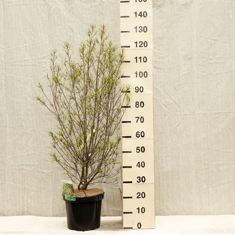 Example of Rhamnus frangula Asplenifolia - Frangula alnus Pot de 7,5L/10L as you get in printemps