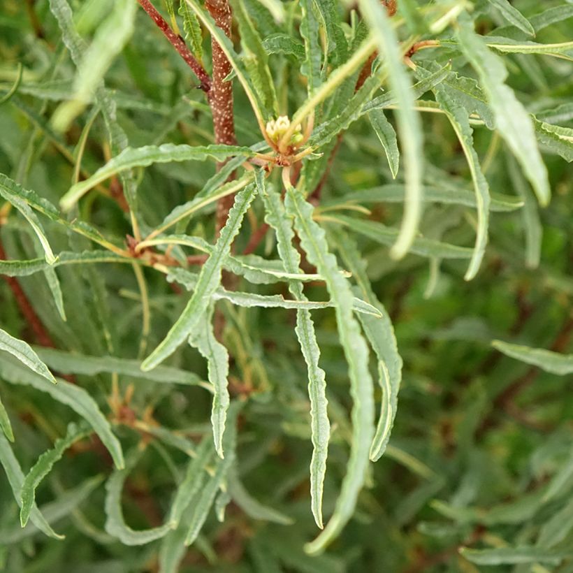 Rhamnus frangula Asplenifolia - Frangula alnus (Foliage)
