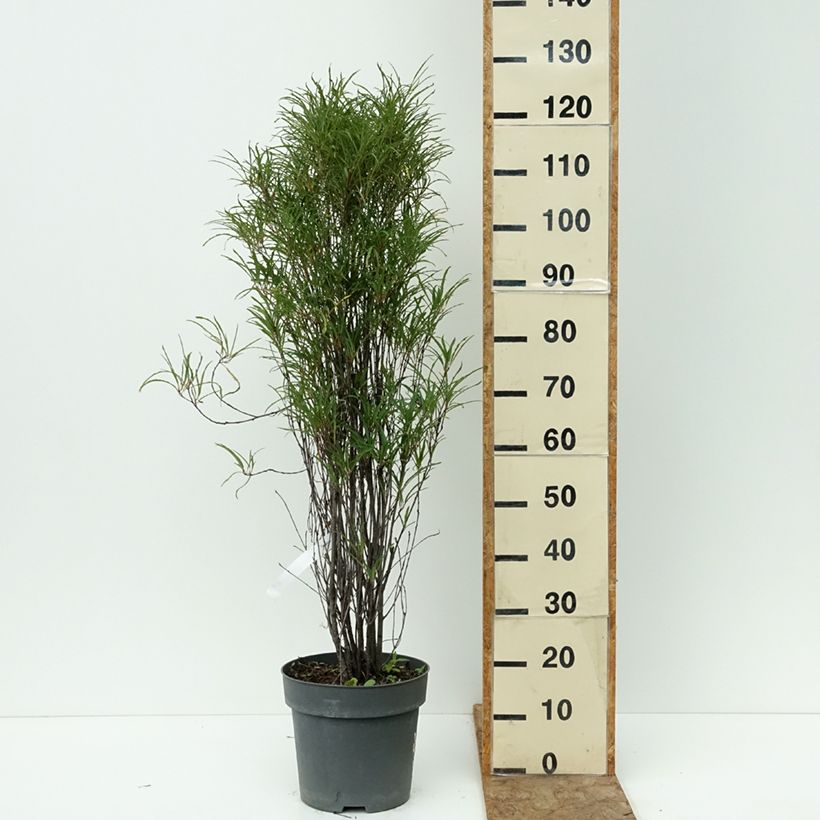 Example of Rhamnus frangula Fine Line - Bourdaine, Frangula alnus Pot de 7,5L/10L as you get in ete