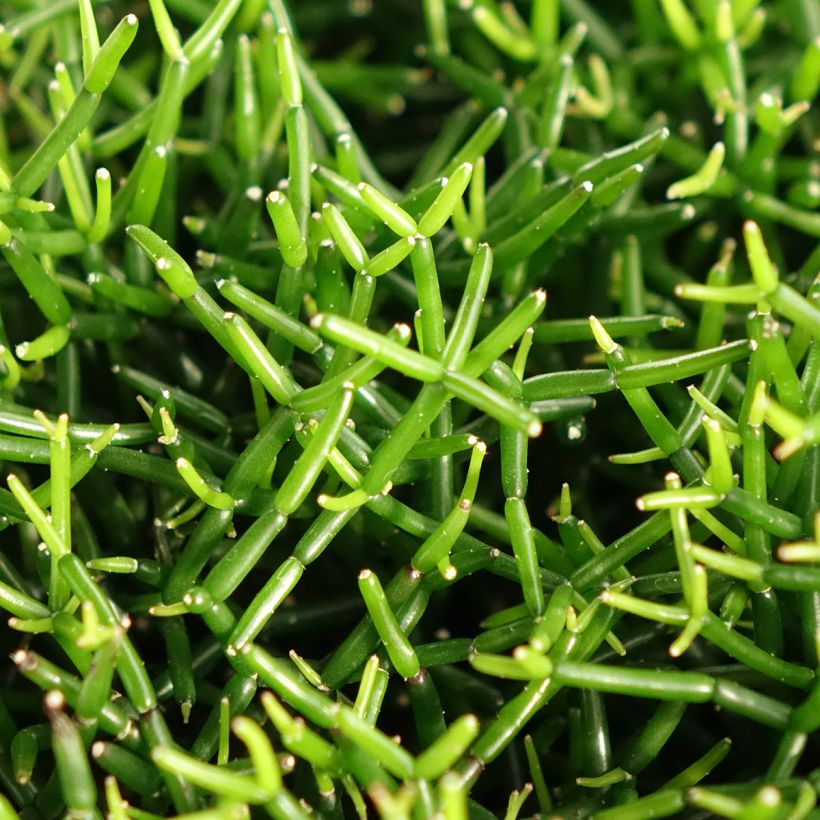 Rhipsalis baccifera - Cactus-jonc fructifère (Foliage)
