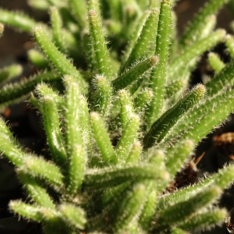 Rhipsalis horrida - Cactus-gui (Foliage)