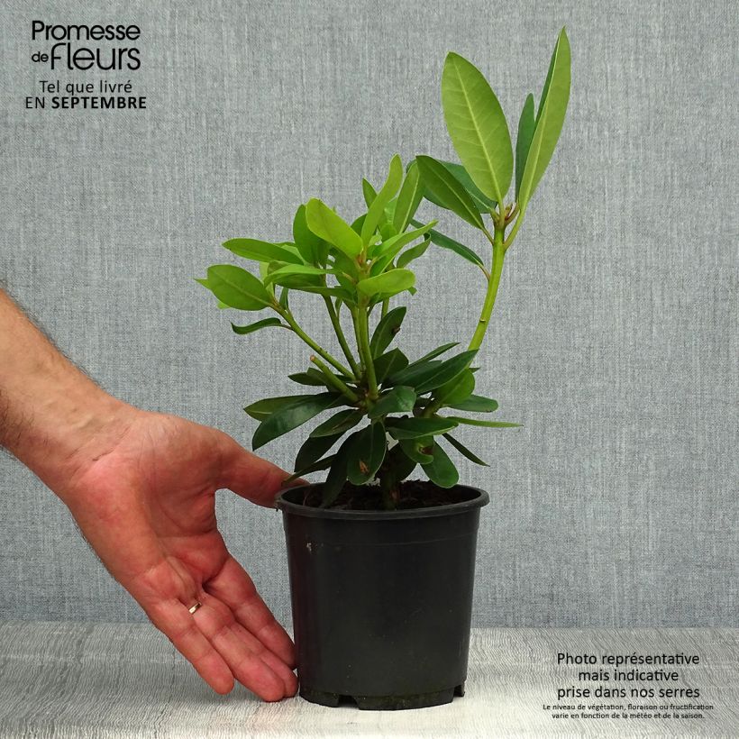 Example of Rhododendron catawbiense Grandiflorum - Grand rhododendron Pot de 12 cm / 13 cm as you get in automne