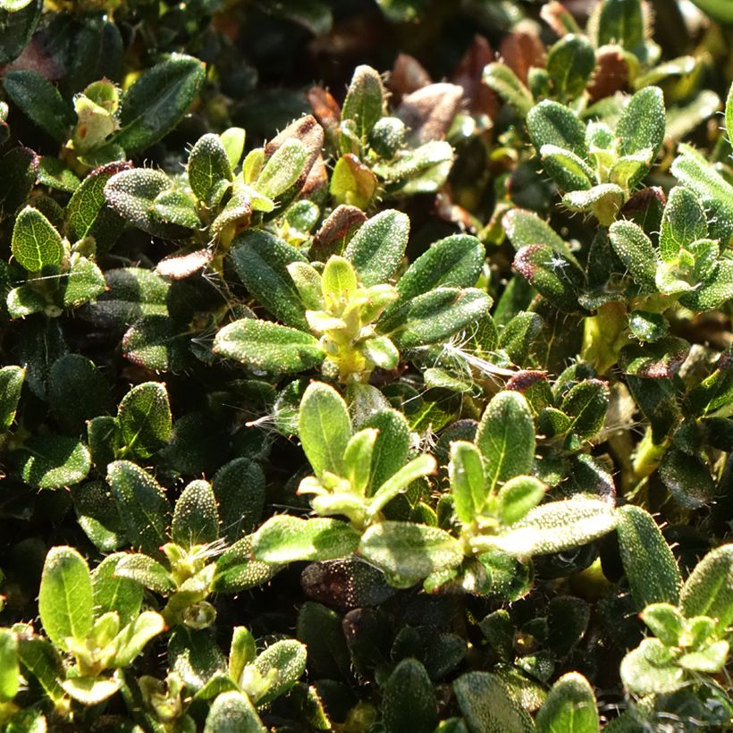 Rhododendron keleticum - Rhododendron nain (Foliage)
