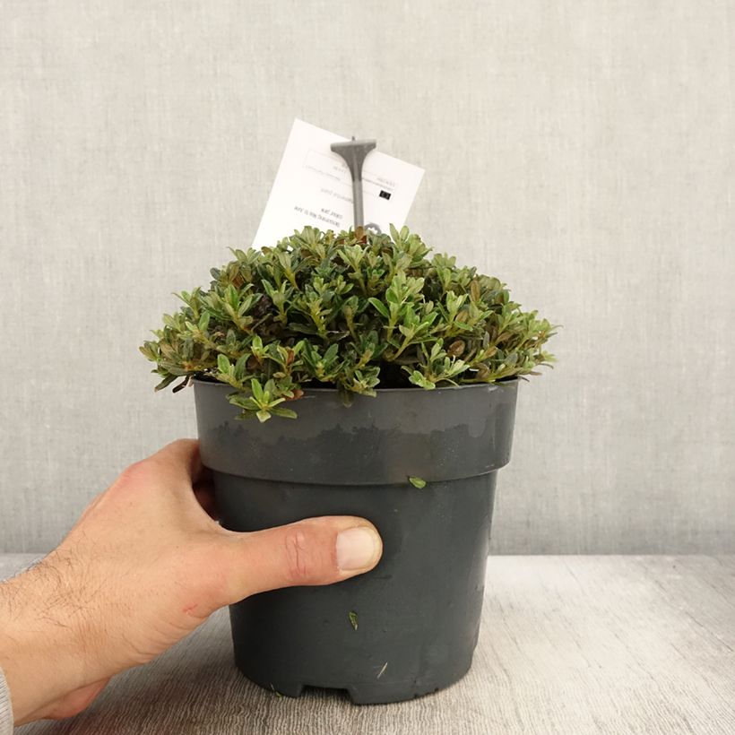 Example of Rhododendron keleticum - Rhododendron nain Pot de 2L/3L as you get in automne