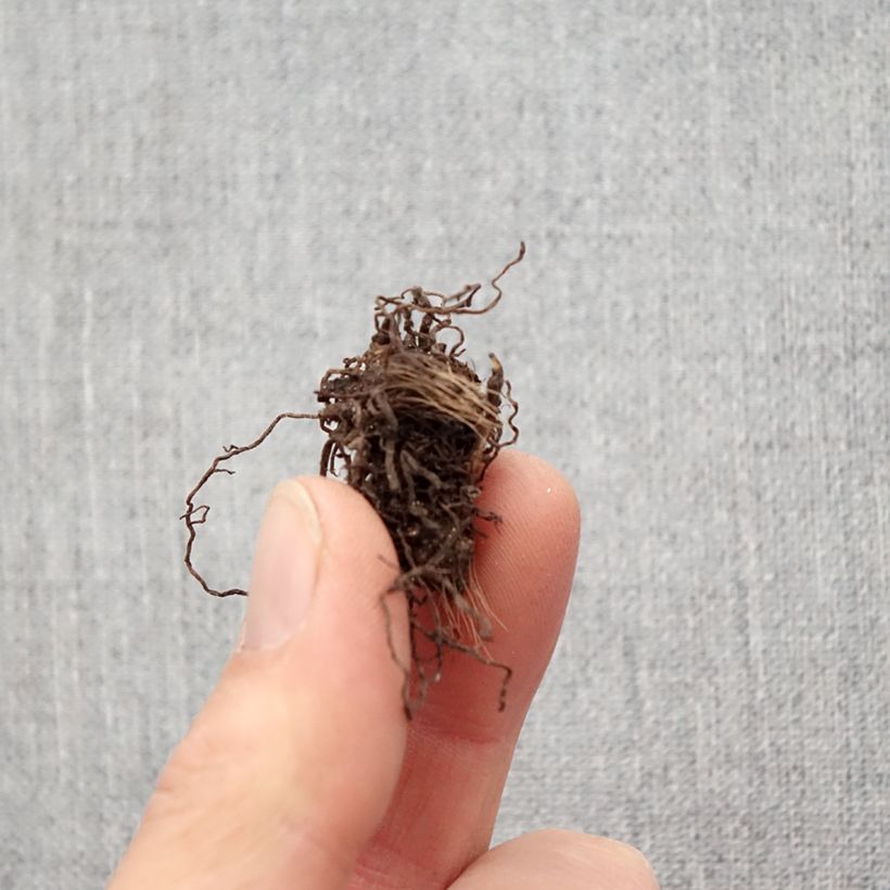 Example of Rhodohypoxis Rose Queen Bulbe size I as you get in printemps