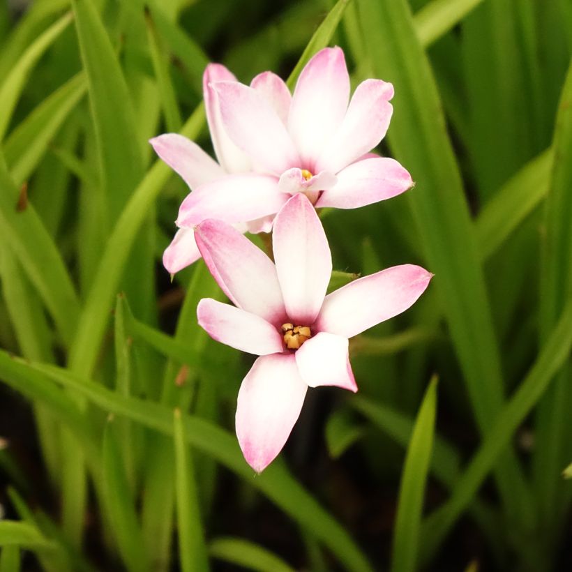 Rhodoxis Summer Stars Peppermint (Flowering)
