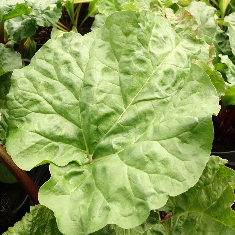 Rhubarbe Early Champagne (Foliage)