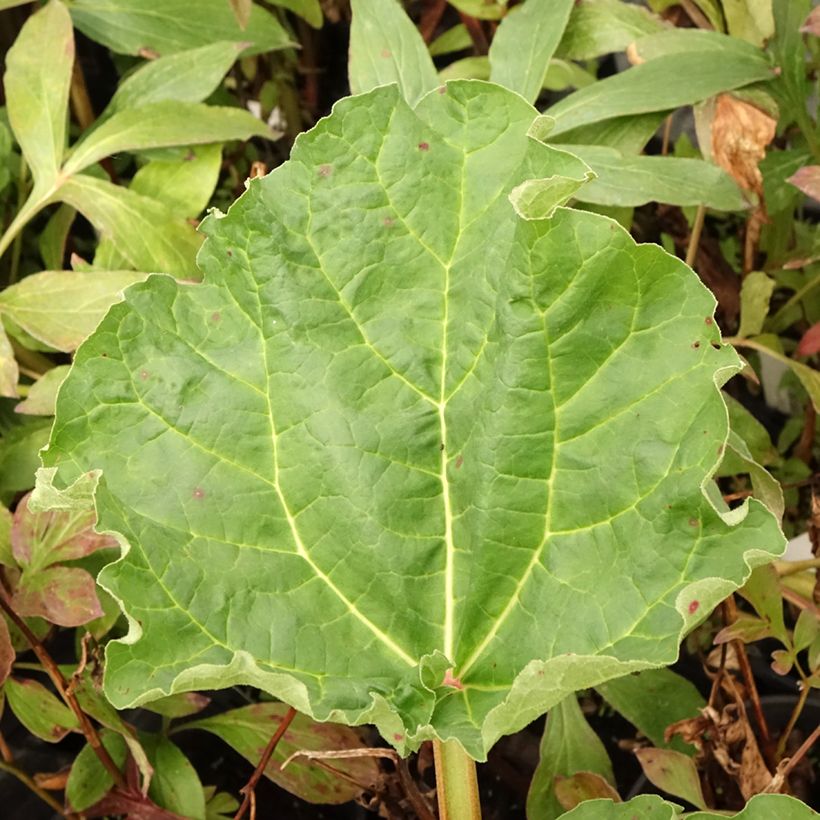 Rhubarbe Frambozen Rood (Foliage)