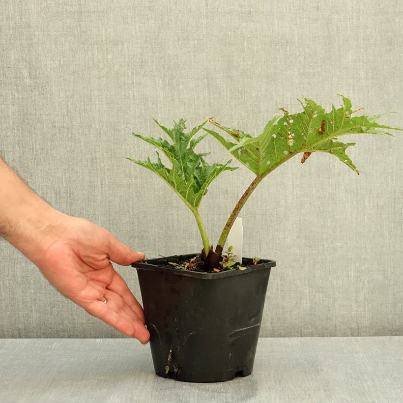 Example of Rhubarbe palmée - Rheum palmatum var. tanguticum Pot de 2L/3L as you get in ete