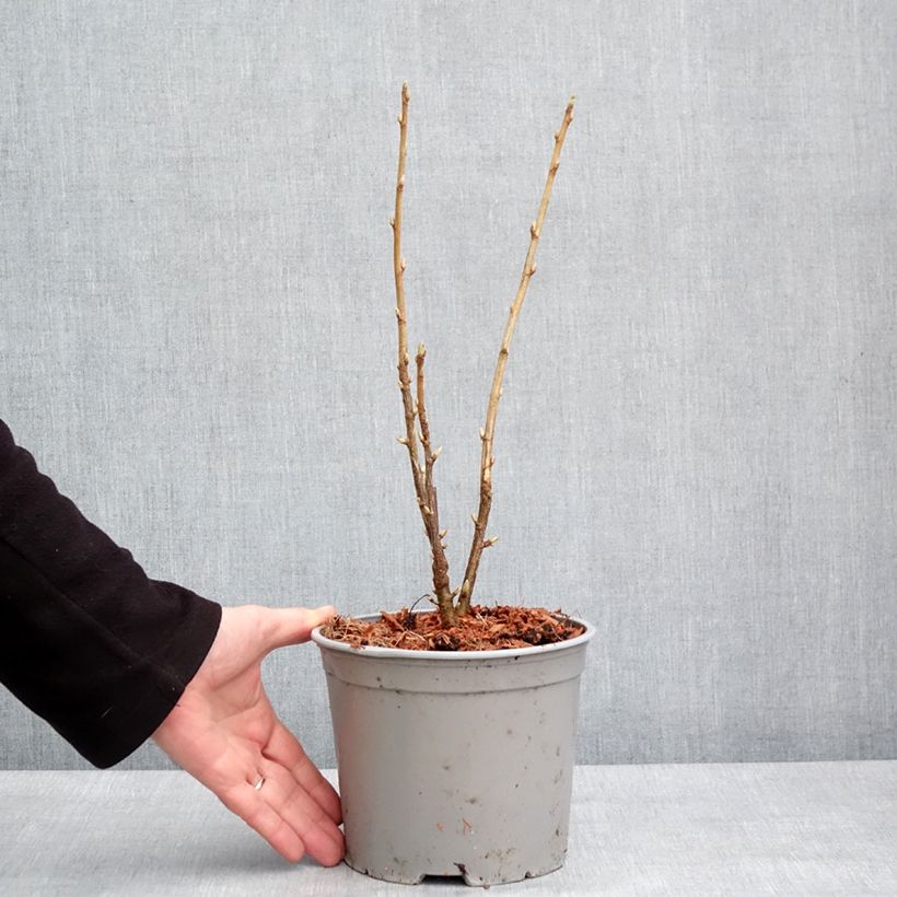 Example of Ribes americanum Variegatum - Groseillier d'Amérique panaché Pot de 3L/4L as you get in hiver