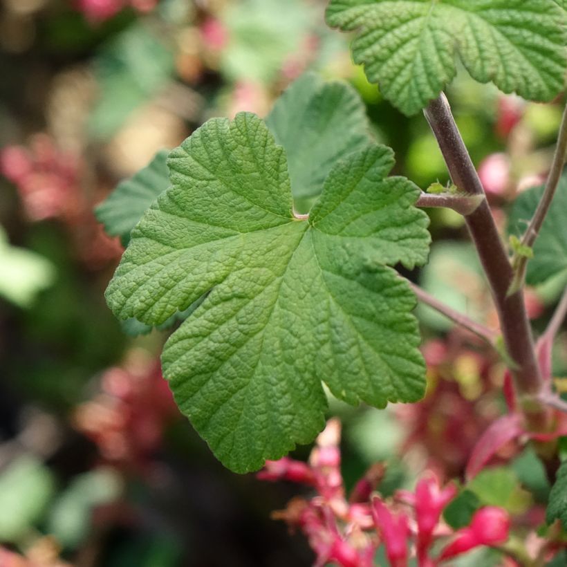 Ribes sanguineum Johannie PinkPomp - Groseillier à fleurs (Foliage)
