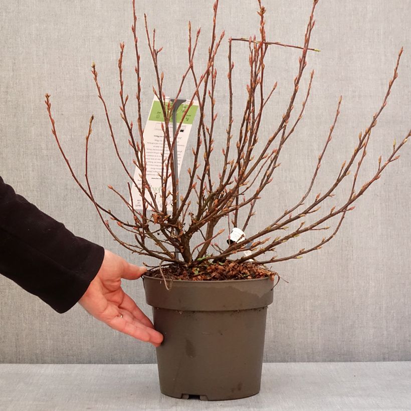 Example of Ribes sanguineum Johannie Whitenow! - Groseillier à fleurs Pot de 4L/5L as you get in hiver