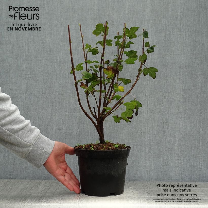 Example of Ribes sanguineum King Edward VII - Groseiller à fleurs  Pot de 3L/4L as you get in automne