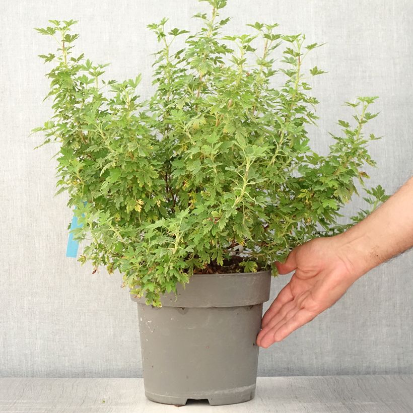 Example of Ribes sanguineum Oregon Snowflake - Groseillier à fleurs Pot de 3L/4L as you get in ete