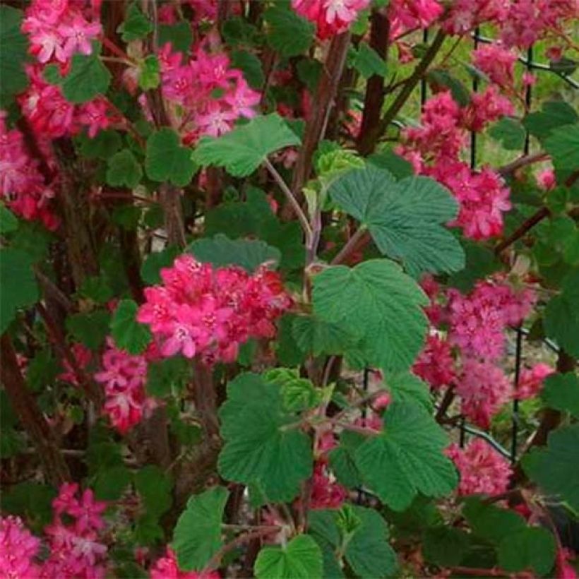 Groseillier à fleurs - Ribes sanguineum Red Bross (Foliage)
