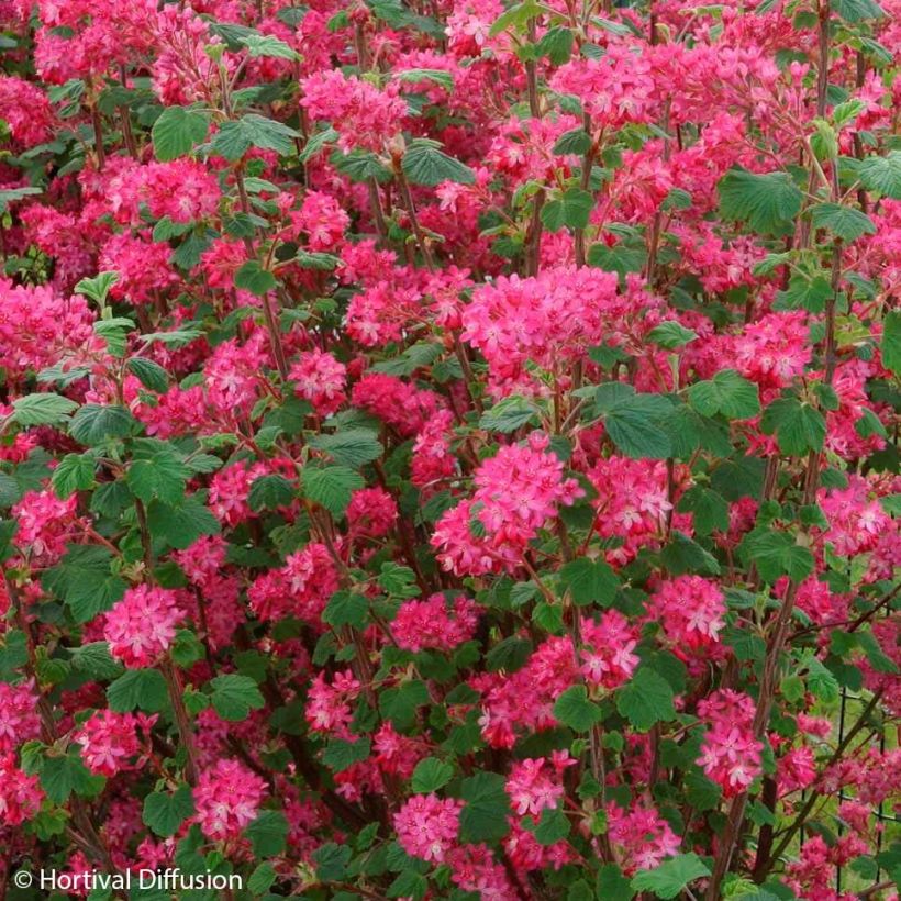 Groseillier à fleurs - Ribes sanguineum Red Bross (Flowering)