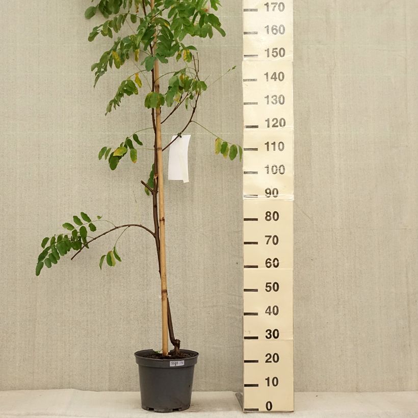 Example of Robinia margaretta Georgia da Torino - Robinier rose Pot de 7,5L/10L as you get in automne