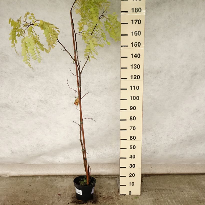 Example of Robinia pseudoacacia Frisia - Robinier doré  Pot de 4L/5L as you get in ete