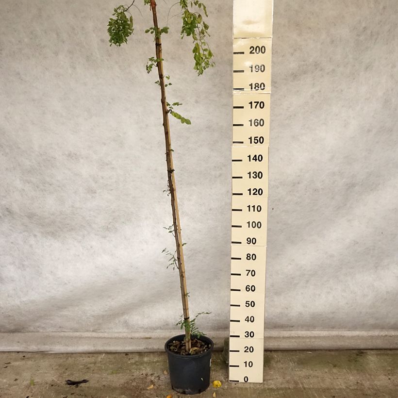 Example of Robinia pseudoacacia Twisty Baby - Acacia nain tortueux. Pot de 7,5L/10L as you get in automne