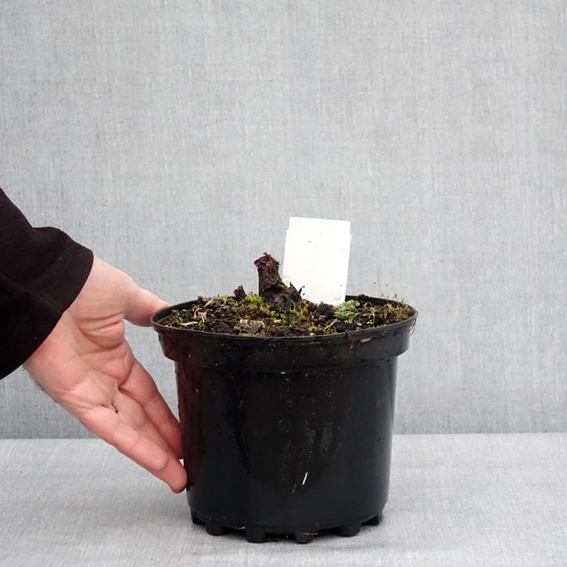 Example of Rodgersia pinnata Chocolate Wings Pot de 2L/3L as you get in hiver