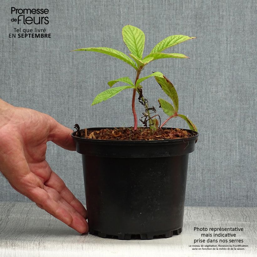 Example of Rodgersia pinnata Pot de 1,5L/2L as you get in automne