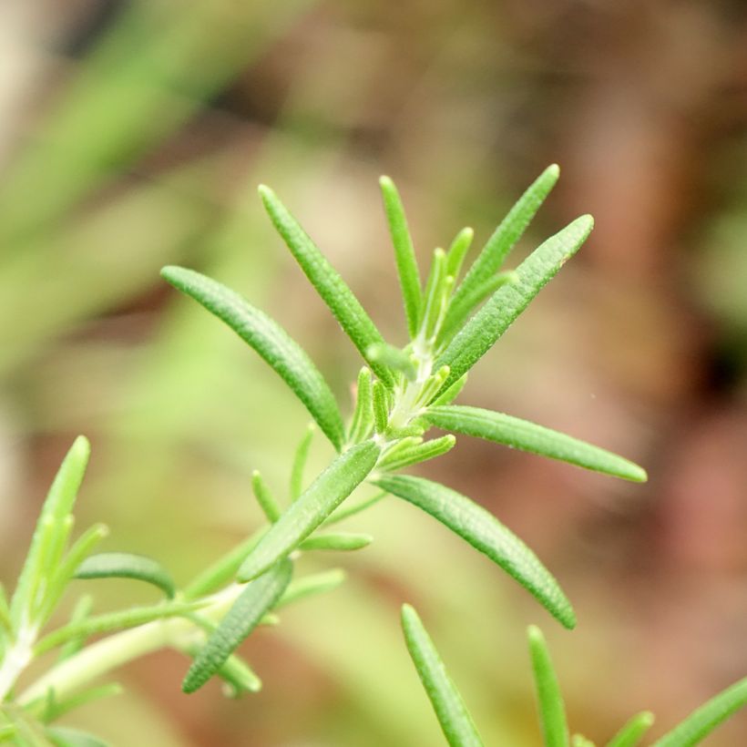 Romarin rampant - Rosmarinus officinalis Capri (Foliage)