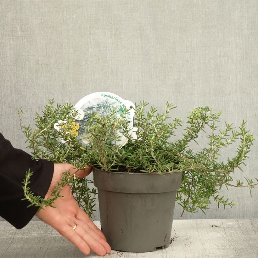 Example of Romarin rampant - Rosmarinus officinalis Capri Pot de 2L/3L as you get in automne
