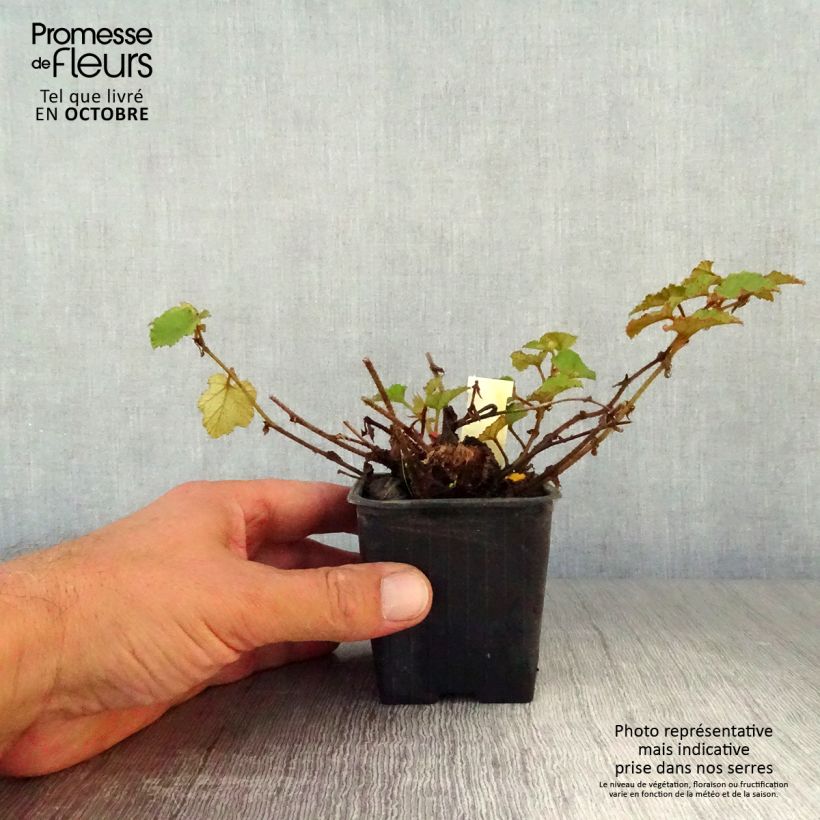 Example of Ronce Betty Ashburner - Rubus tricolor Godet de 8/9 cm as you get in automne