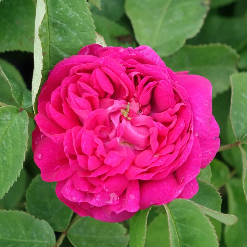 Rosier ancien Rose de Rescht (Flowering)