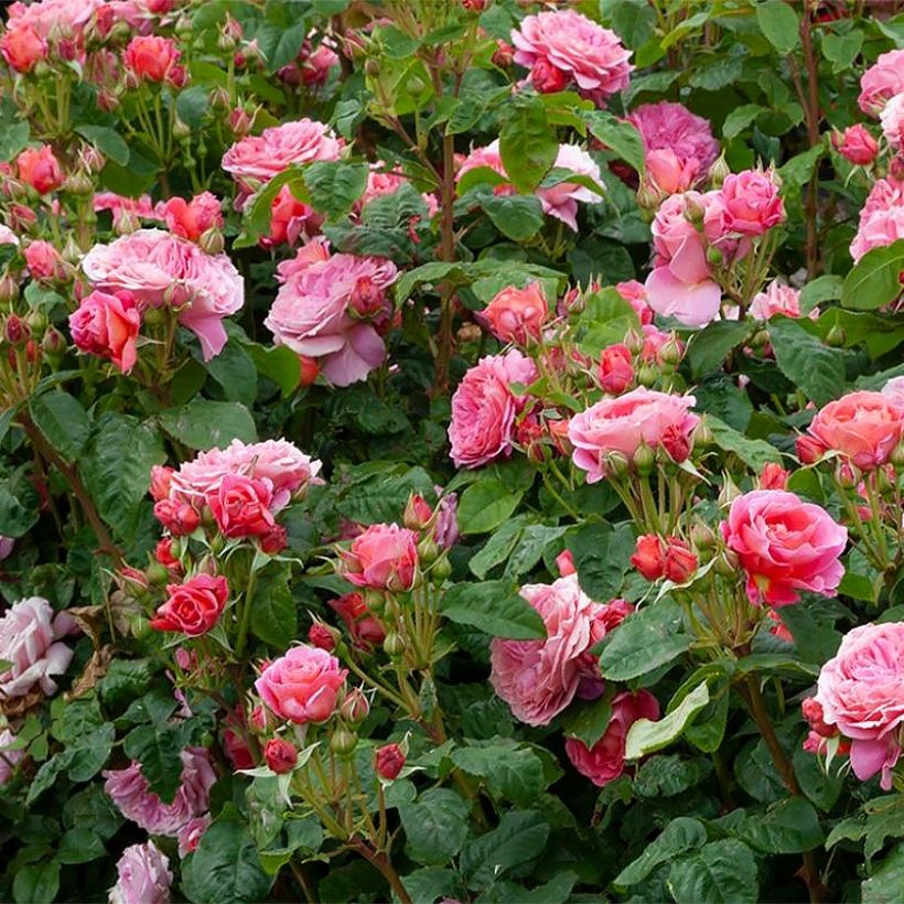 Rosier à fleurs groupées Pick'n Go (Plant habit)