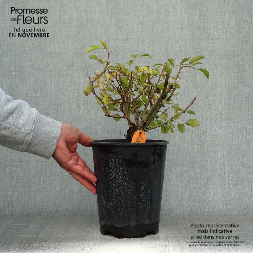 Example of Rosa Louis Blériot - Rosier paysager Pot de 4L/5L as you get in automne