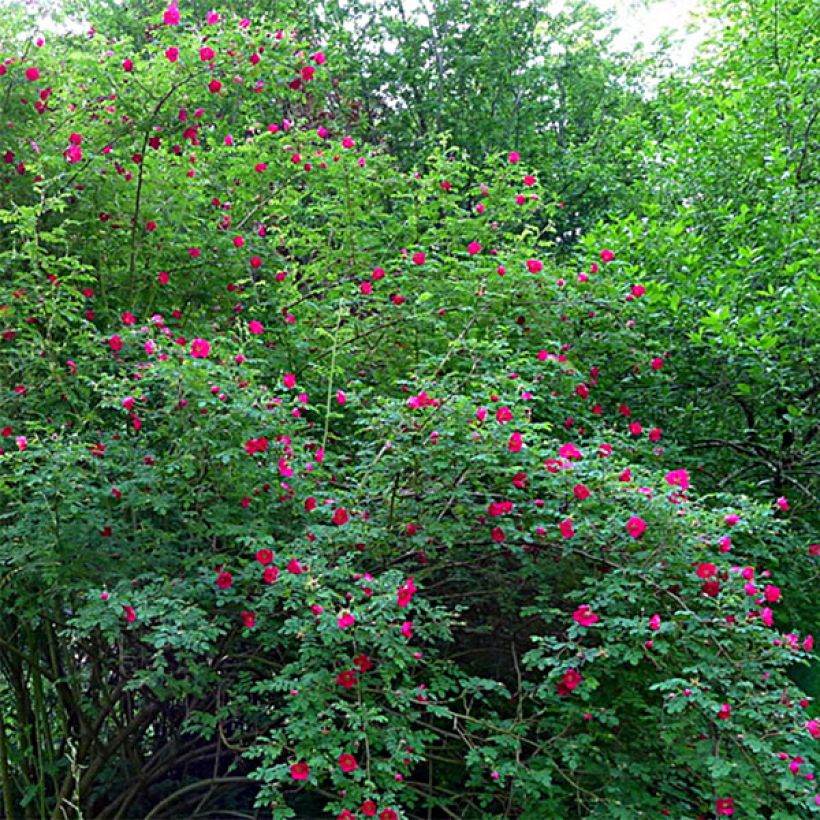 Rosier botanique - Rosa moyesii Geranium (Plant habit)