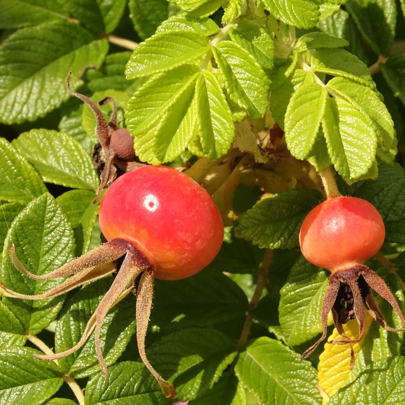 Rosa rugosa Angelia Pink (Harvest)
