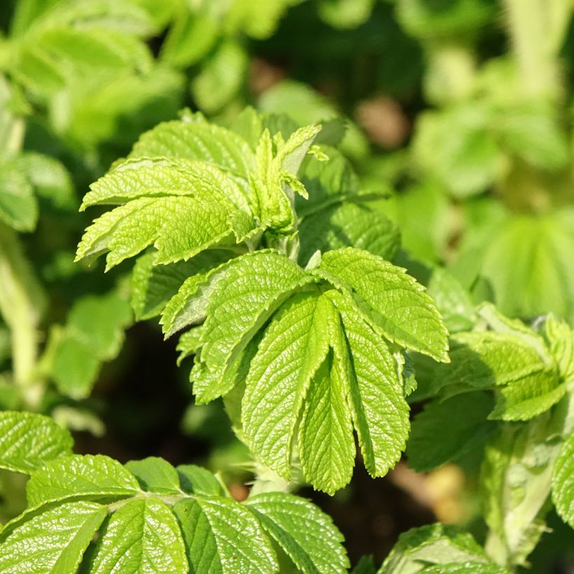 Rosa rugosa Angelia Purple (Foliage)