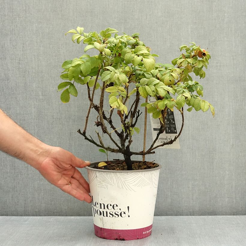 Example of Rosa rugosa Angelia White Pot de 4L/5L as you get in ete