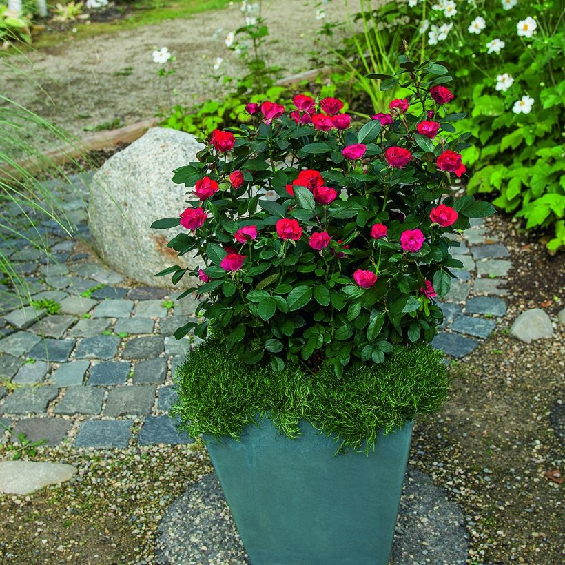 Rosier nain Zepeti  (Plant habit)