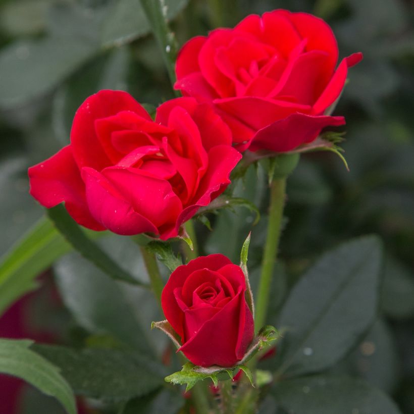Rosier nain Zepeti  (Flowering)
