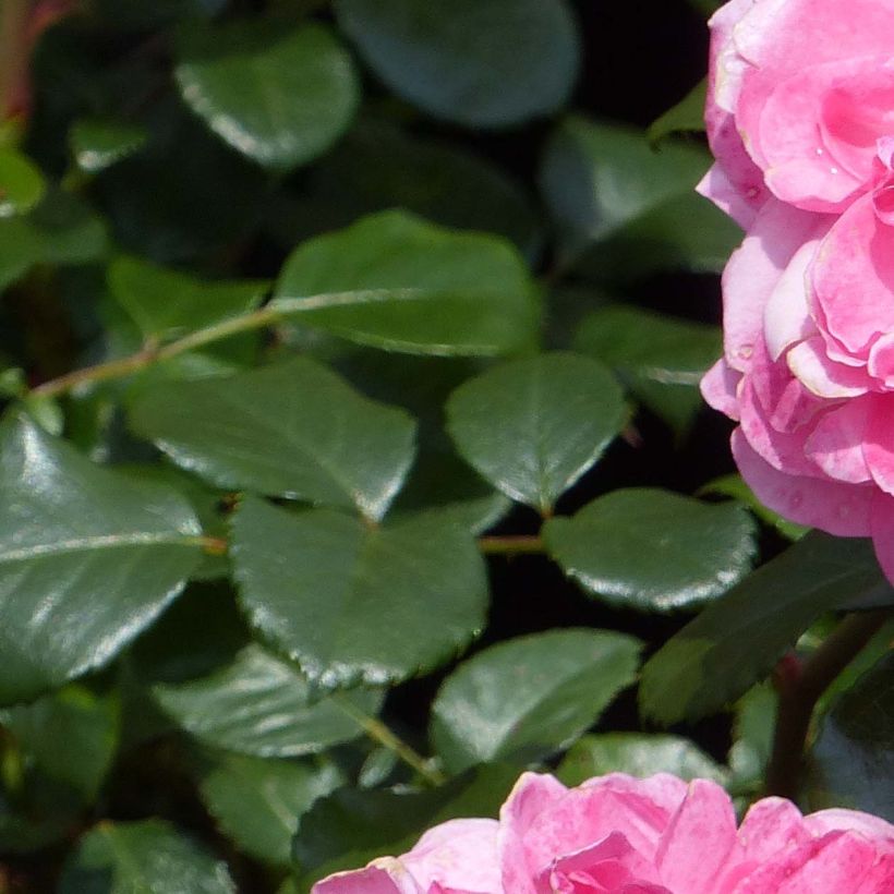 Rosier grimpant Rosarium Uetersen (Foliage)