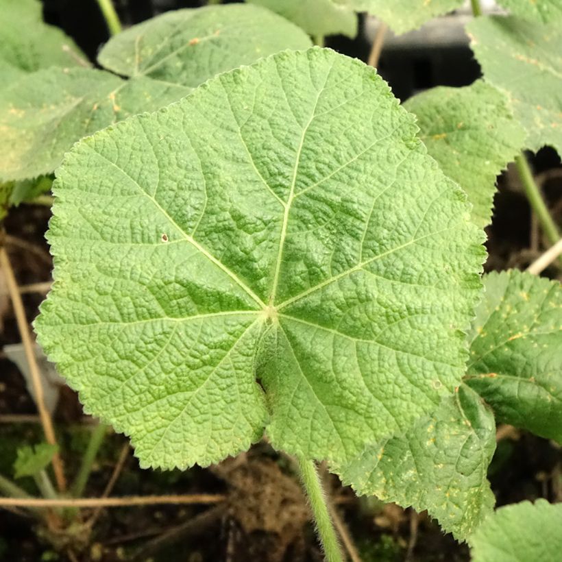 Rose trémière - Alcea rosea Sunshine (Foliage)
