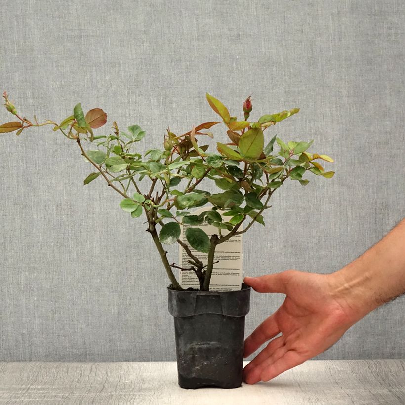 Example of Rosier à fleurs groupées Cherry Bonica Pot de 10 cm/11cm as you get in ete