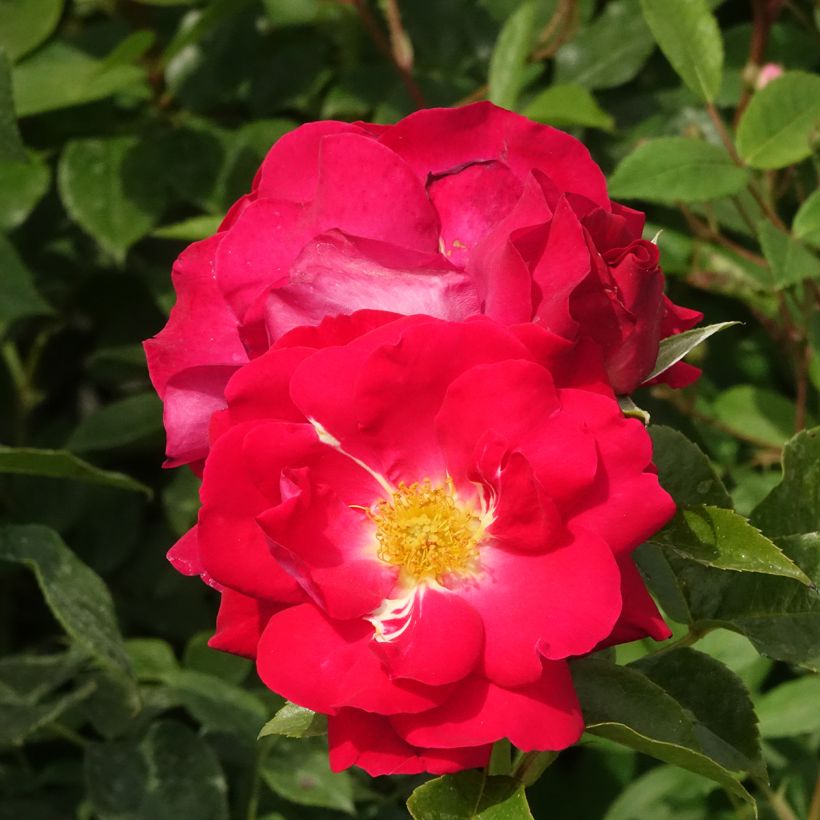 Rosier à fleurs groupées Garance (Flowering)