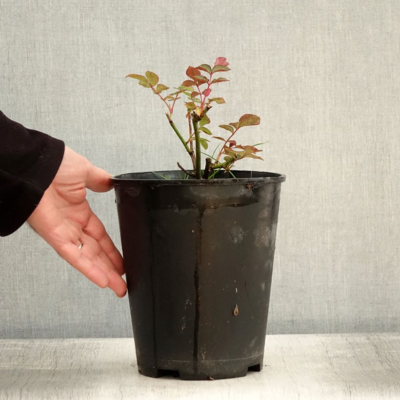 Example of Rosier à fleurs groupées Maria Mathilda Pot de 3L/4L as you get in hiver